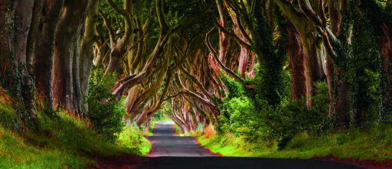  (5250) Dark Hedges by Olimpio Fantuz, Huber Images präsentiert:  