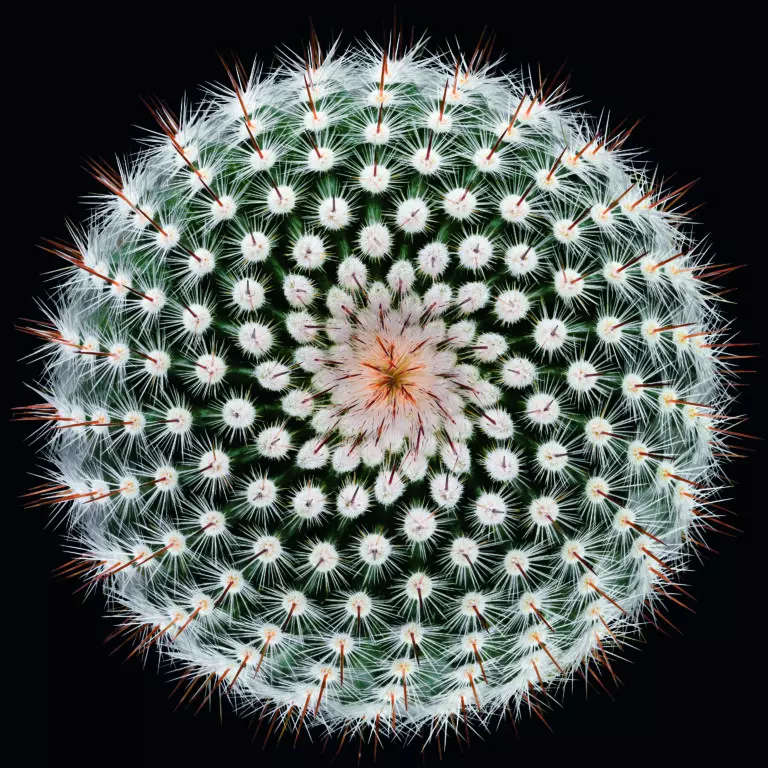 Notocactus scopa by Victor Mozqueda