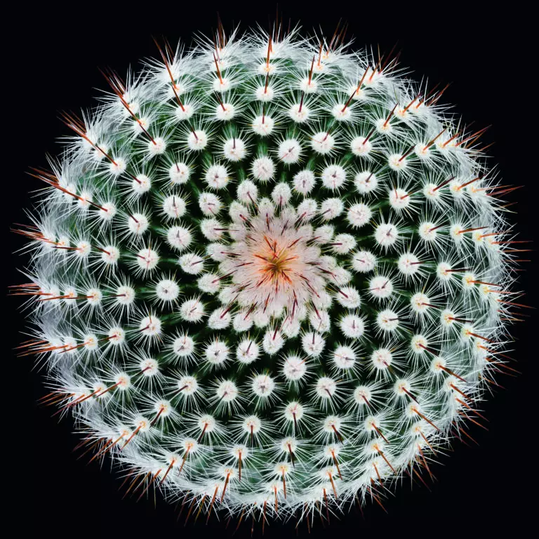  (5288) Notocactus scopa by Victor Mozqueda präsentiert:  