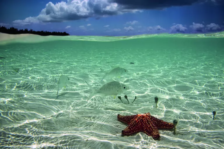  (5293) Underwater by Elena Pardini präsentiert:  
