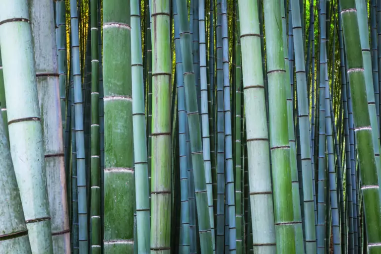 Bamboo forest by Tim Draper, HUBER IMAGES