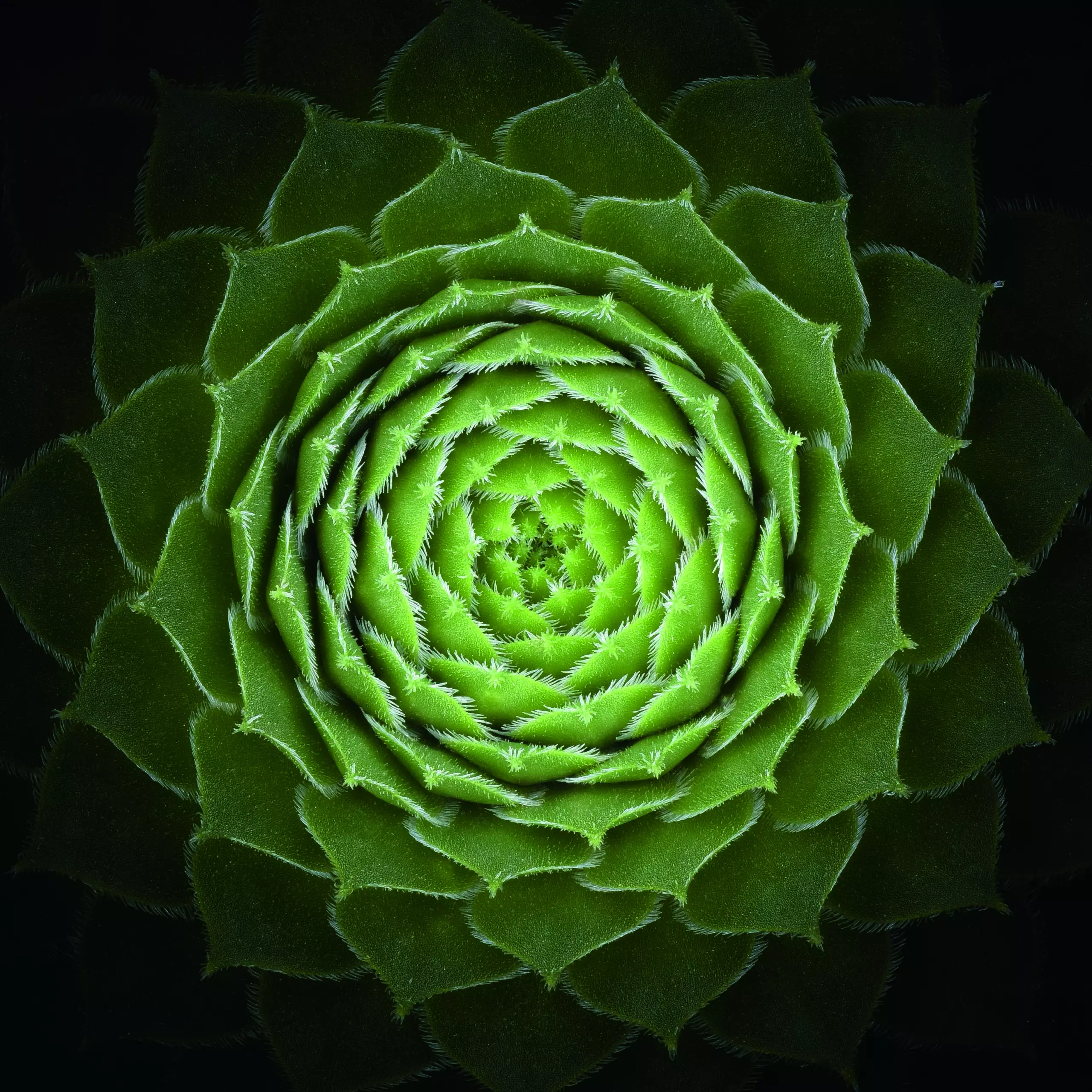 Wandbild (5302) Succulent by Victor Mozqueda präsentiert: Stillleben,Kreatives,Details und Strukturen,Natur,Blätter,Blumen und Blüten,Makro,Sonstige Pflanzen,Modern,Sonstige Stillleben,Sonstiges Kreatives,Sonstige Naturdetails,Pflanzen