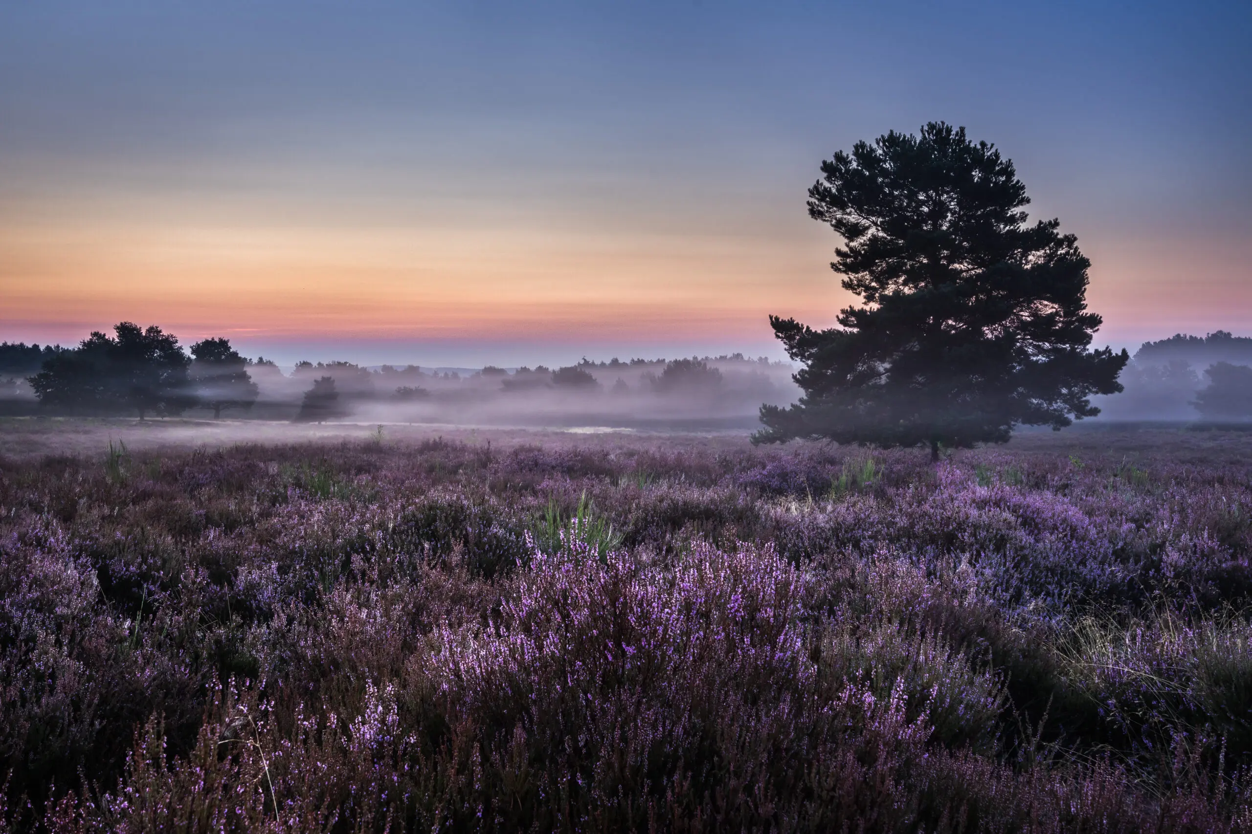 Morgenstimmung in der Mehlinger Heide