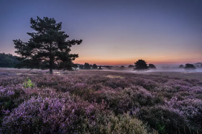 Morgenstimmung in der Mehlinger Heide 2