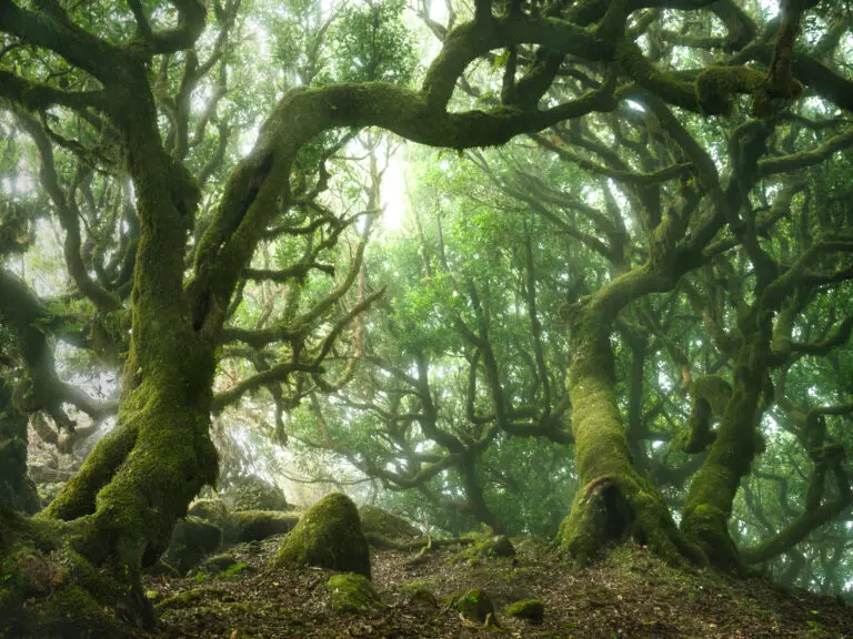 Mystischer Lorbeerwald auf Madeira