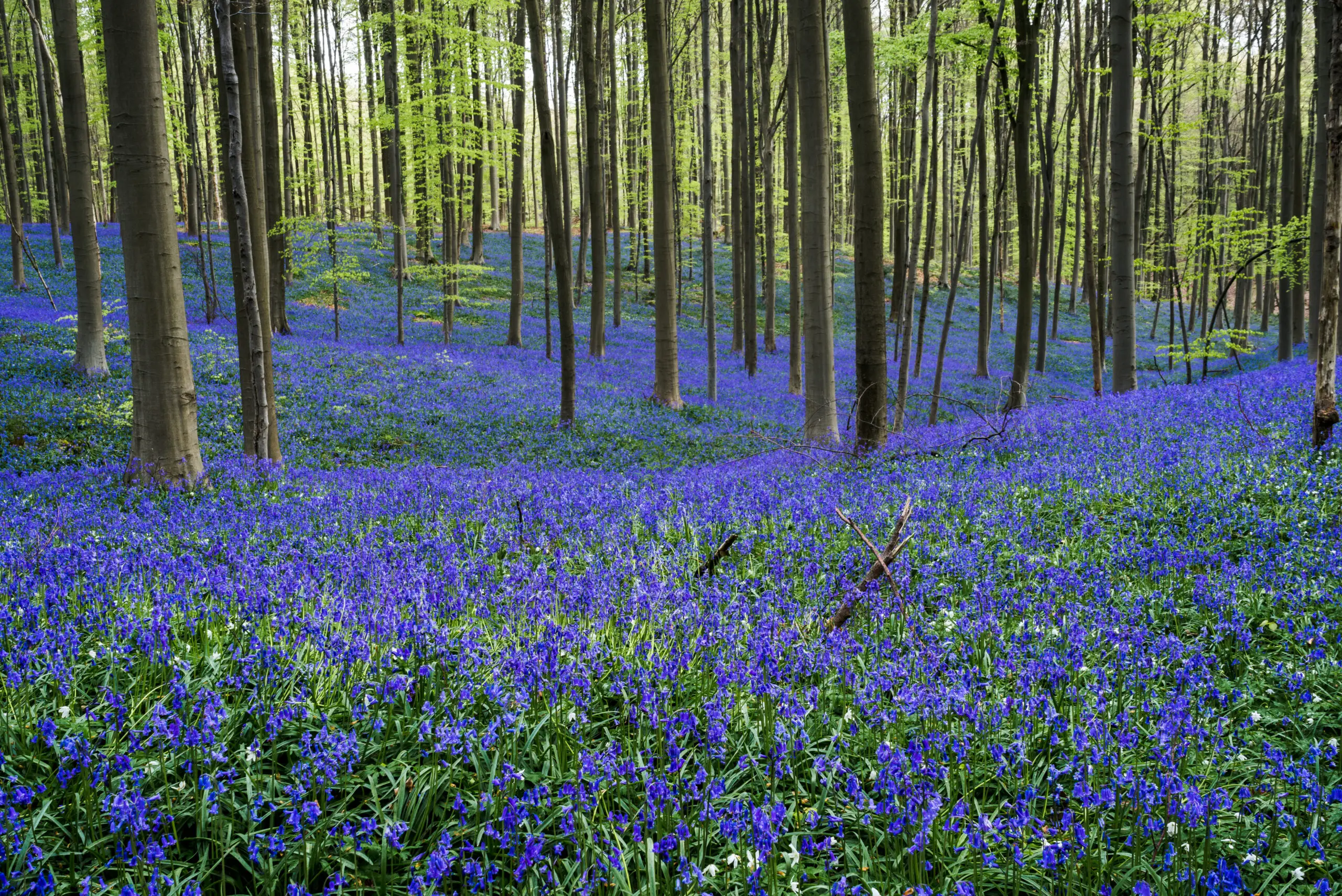 Hallerbos Wald im Frühling