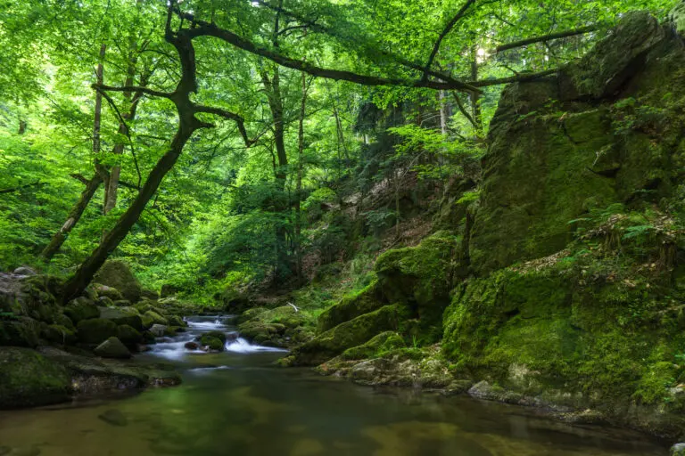 Mystischer Bach im Schwarzwald