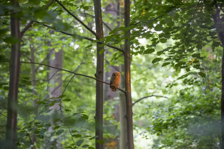 Kleiner Waldkauz