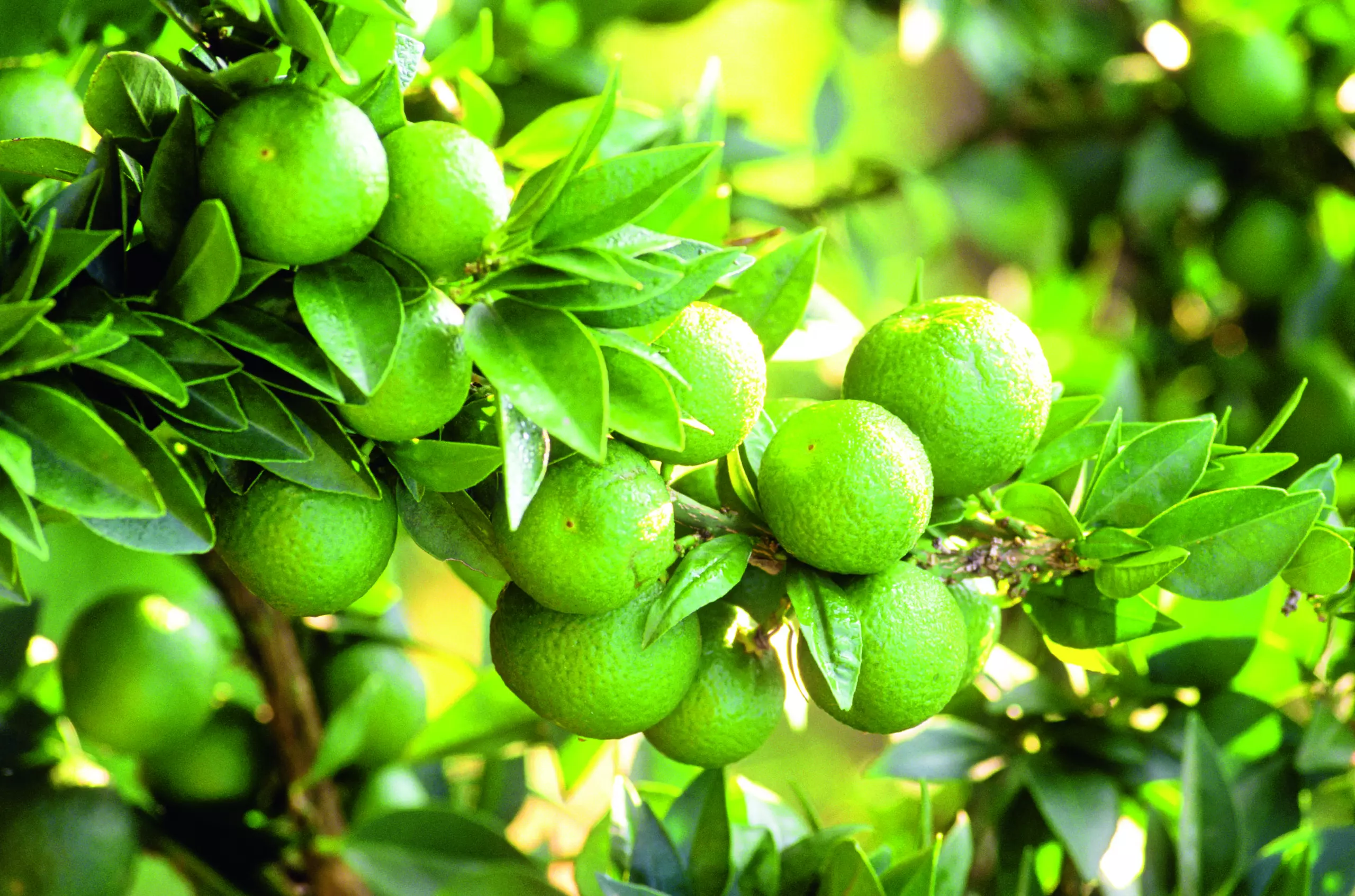 Wandbild (5353) Chinotto fruit by F. Carassale/HUBER IMAGES präsentiert: Stillleben,Details und Strukturen,Natur,Bäume,Blätter,Essen und Getränke,Sonstige Stillleben,Sonstige Naturdetails,Pflanzen