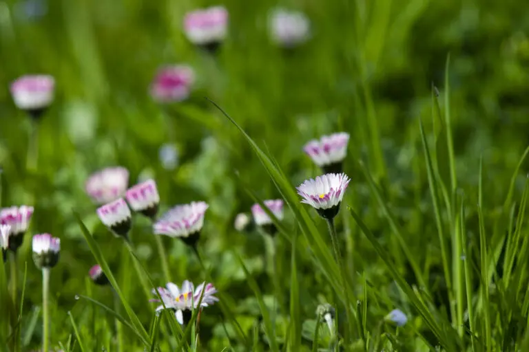 Pink Daisy