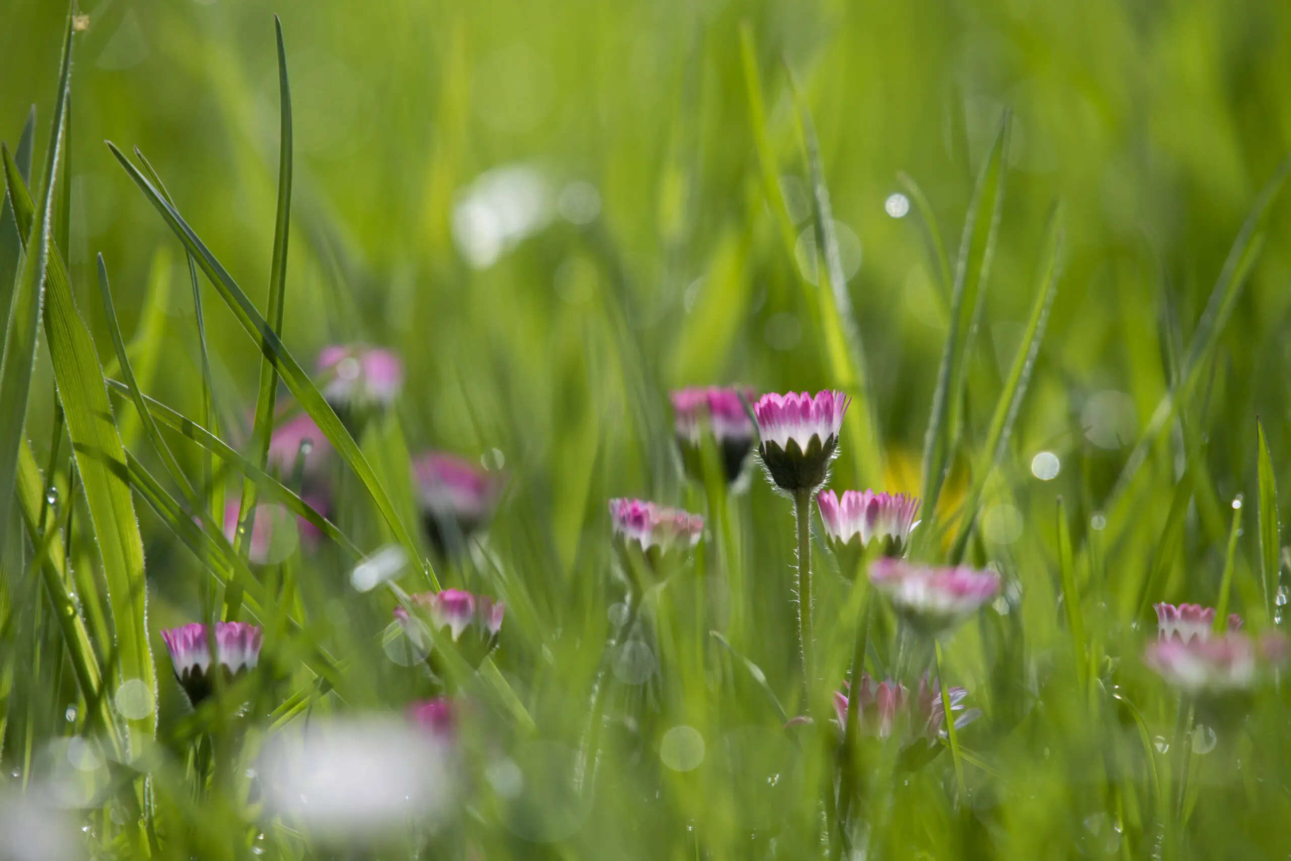 Springtime green