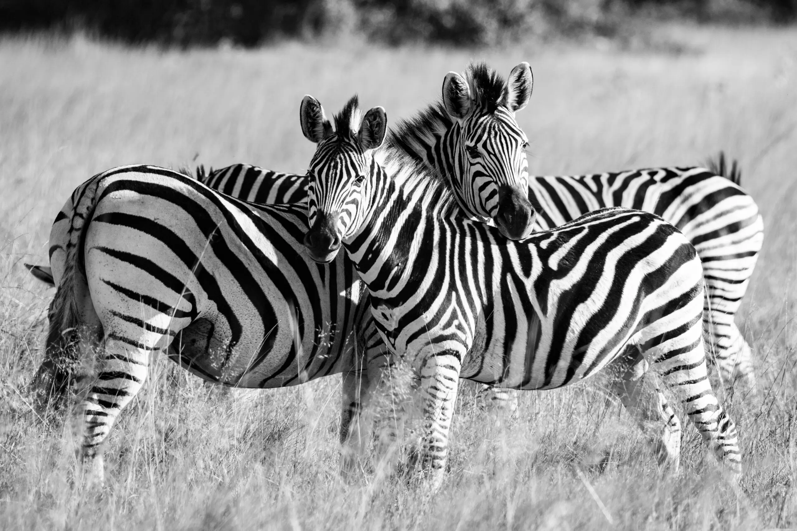 Zebra Crossing