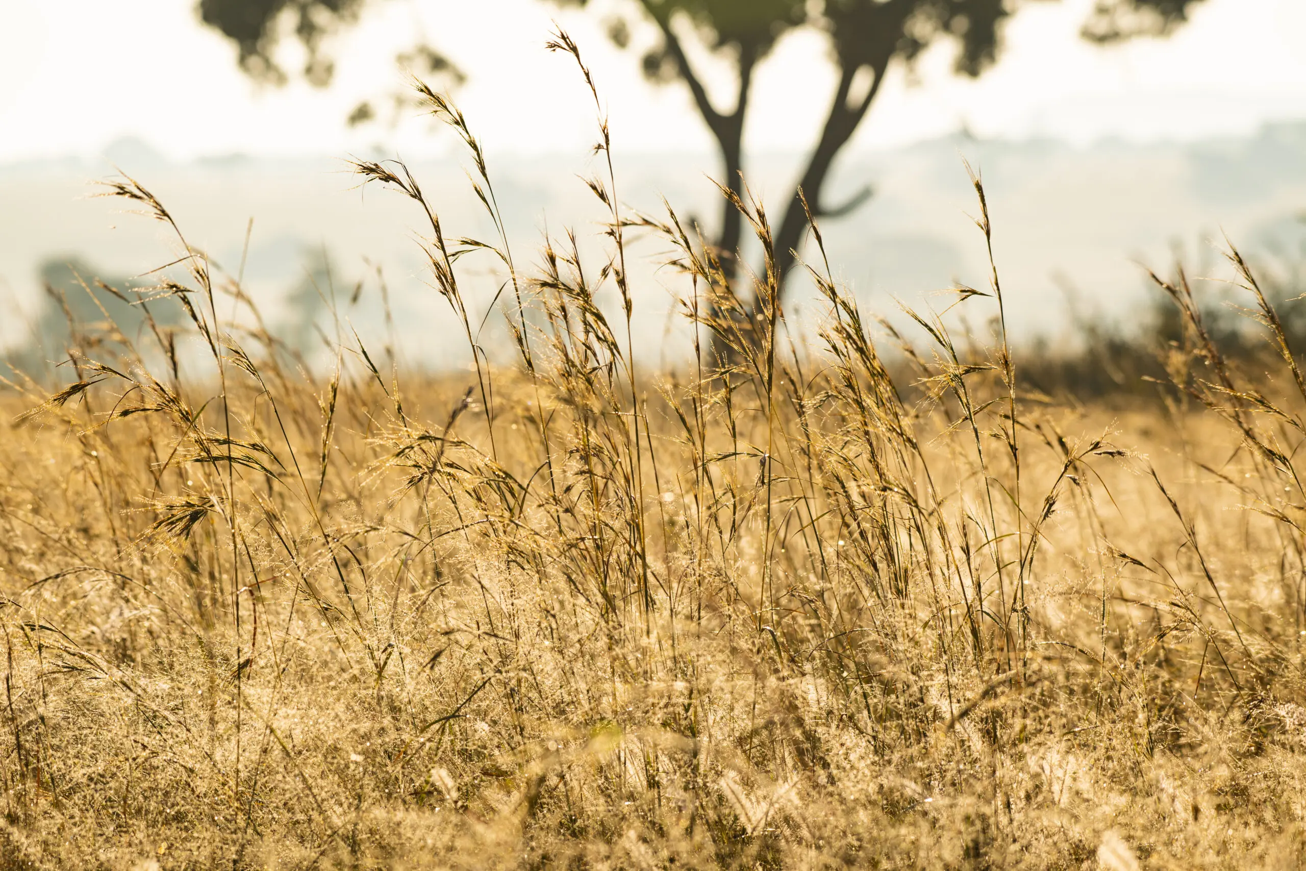 African Savannah