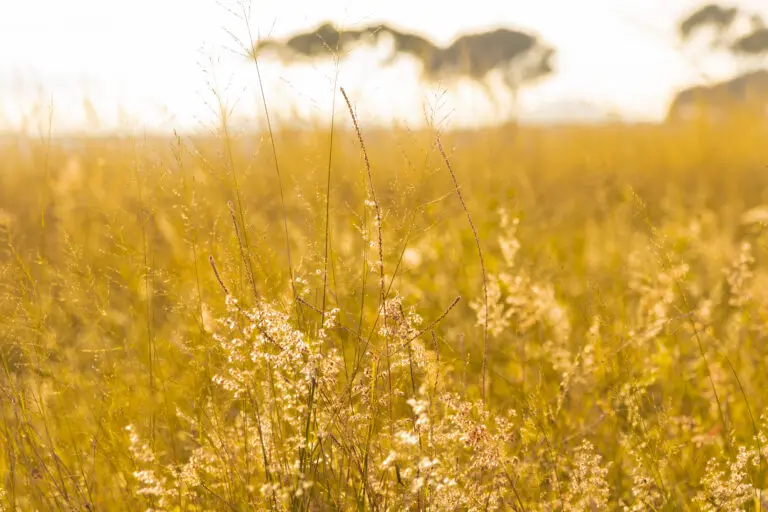 Golden Savannah Horizontal