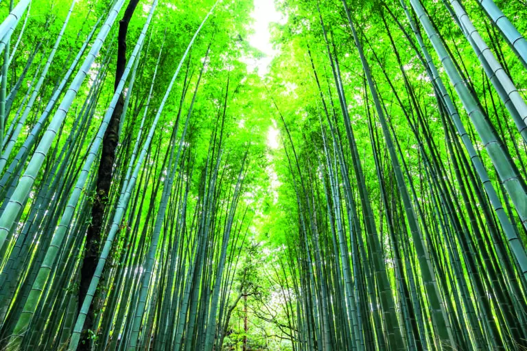 Arashiyama forest by Maurizio Rellini/HUBER IMAGES