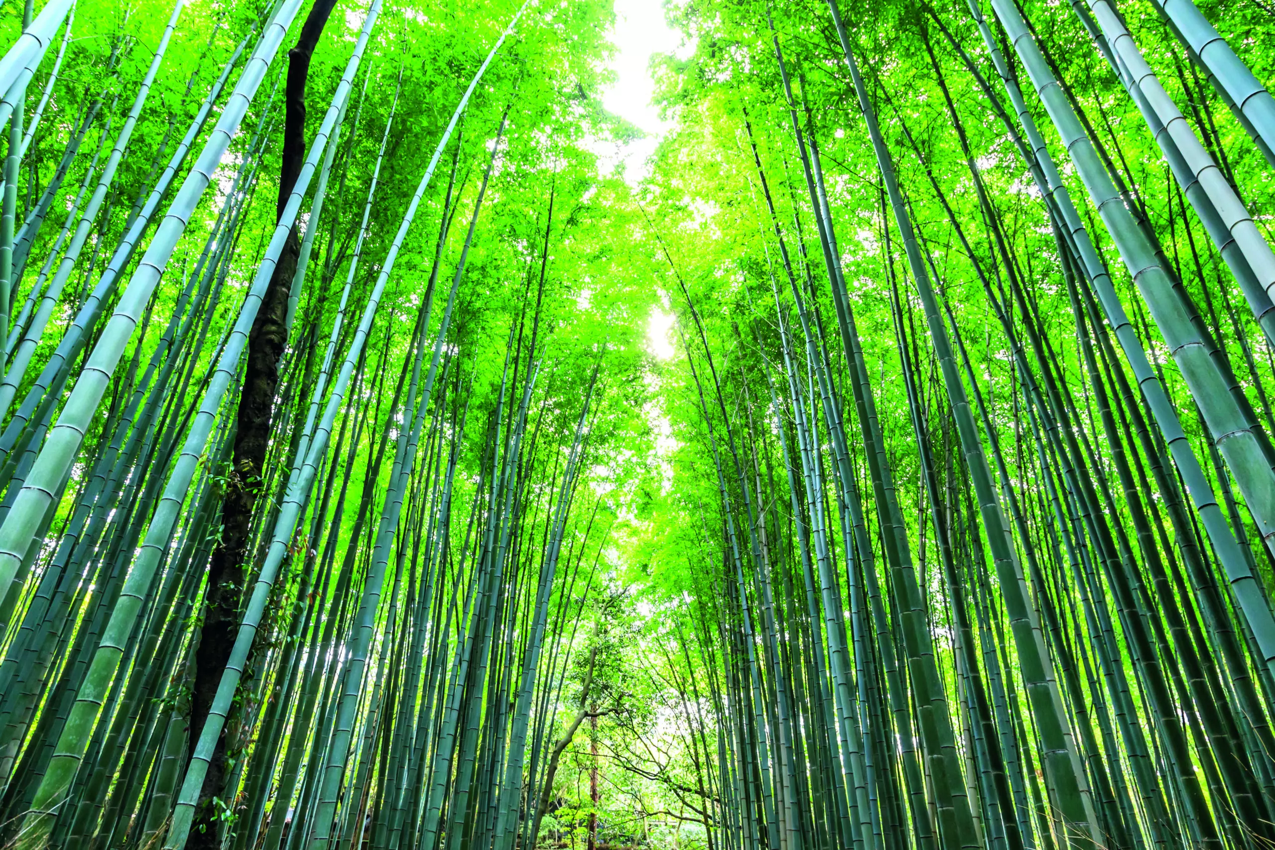 Arashiyama forest by Maurizio Rellini/HUBER IMAGES