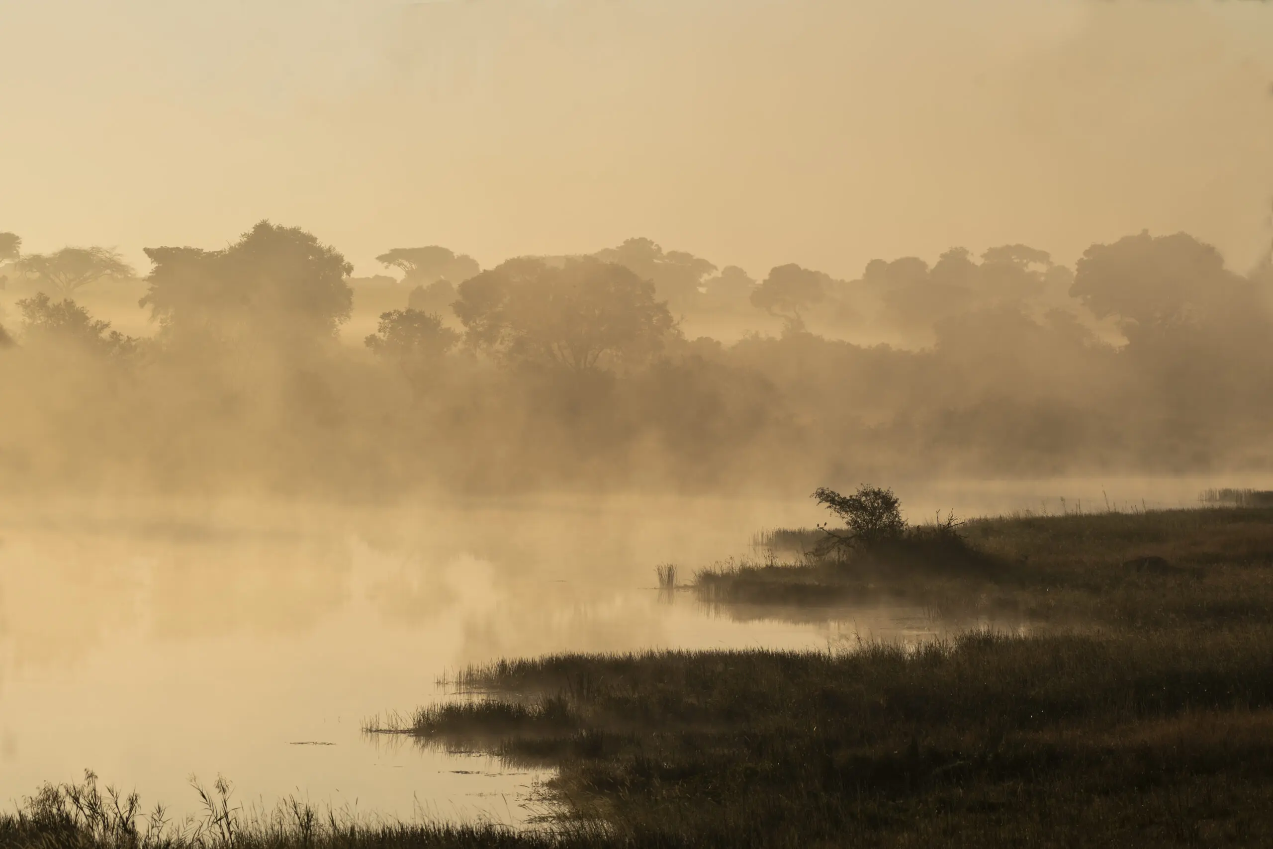 Golden Morning