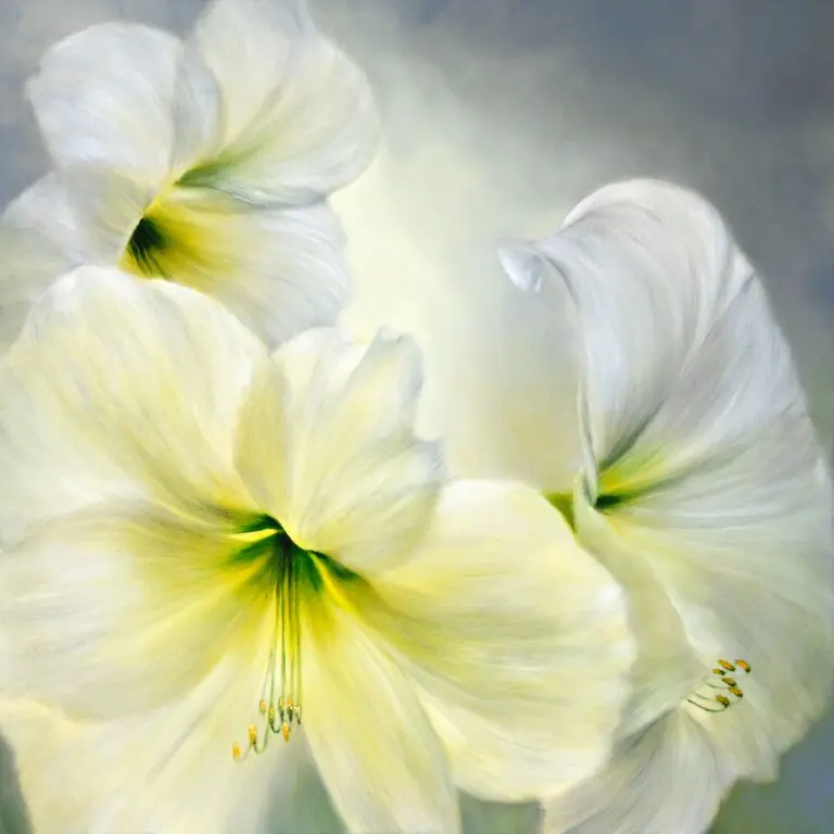 Weiße Amaryllis