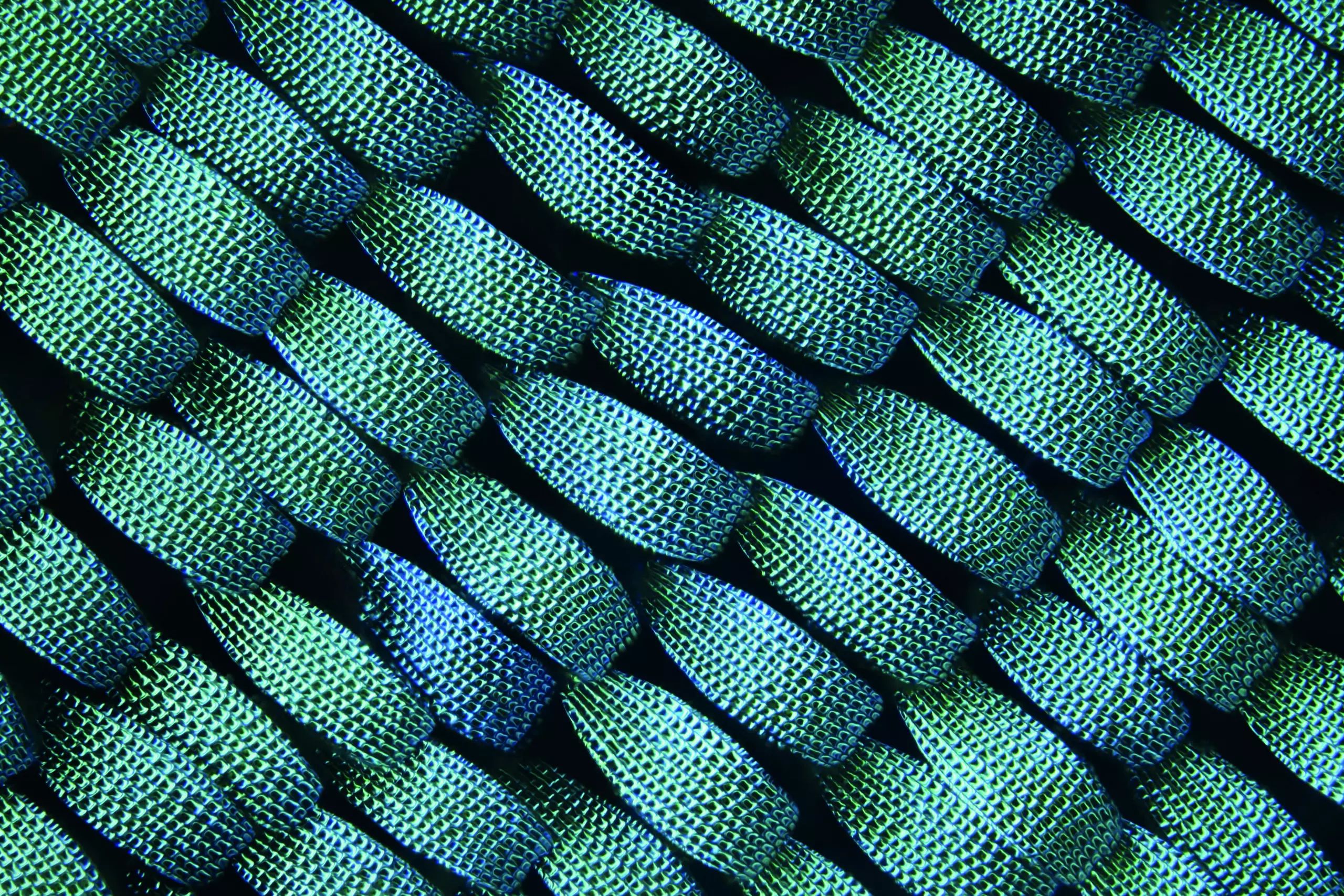 Wandbild (5436) Butterfly by picture alliance / blickwinkel/M. Lenke präsentiert: Abstrakt,Sonstige Naturdetails