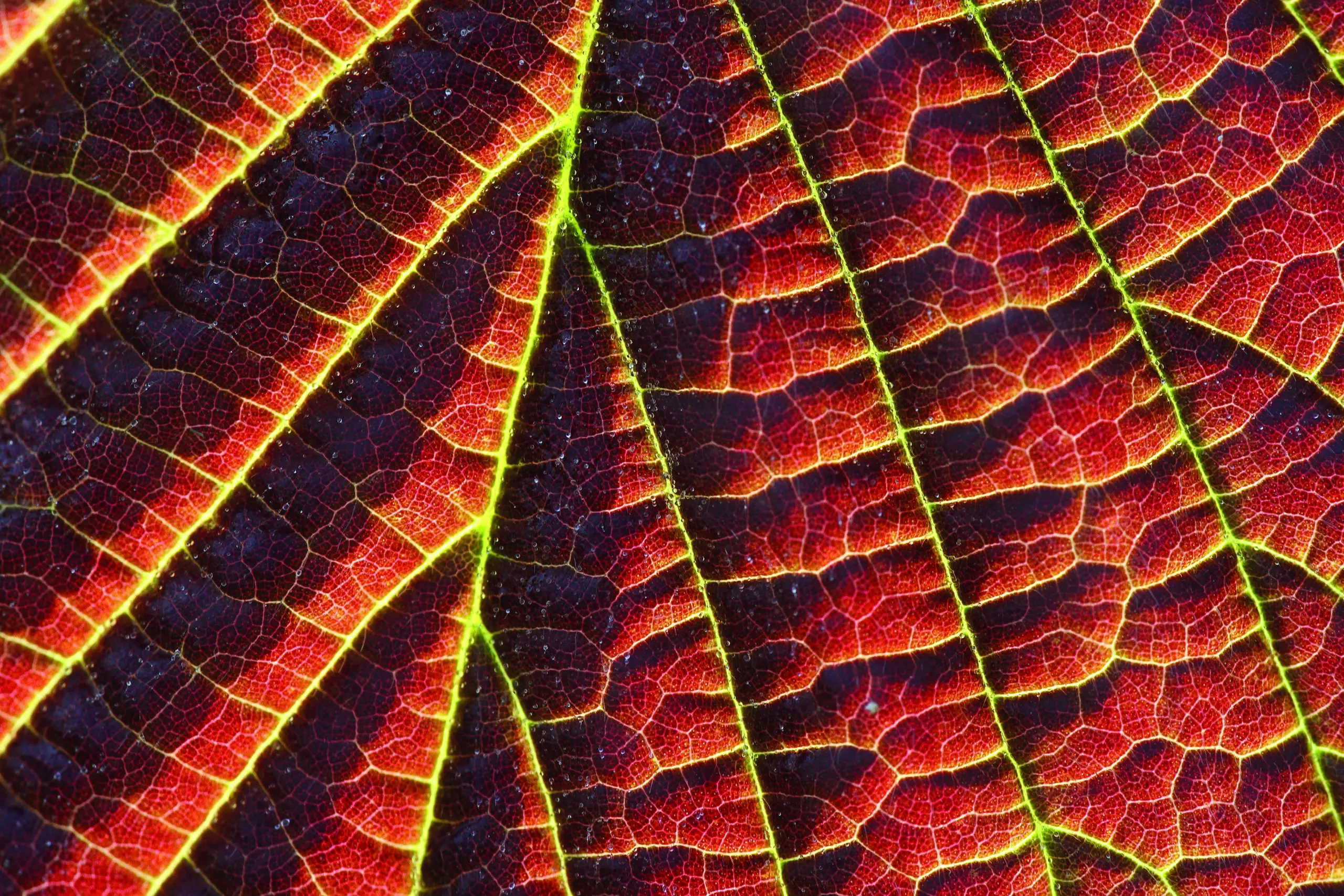 Wandbild (5441) Blackberry by picture alliance / blickwinkel/W. Pattyn präsentiert: Details und Strukturen,Natur,Pflanzen