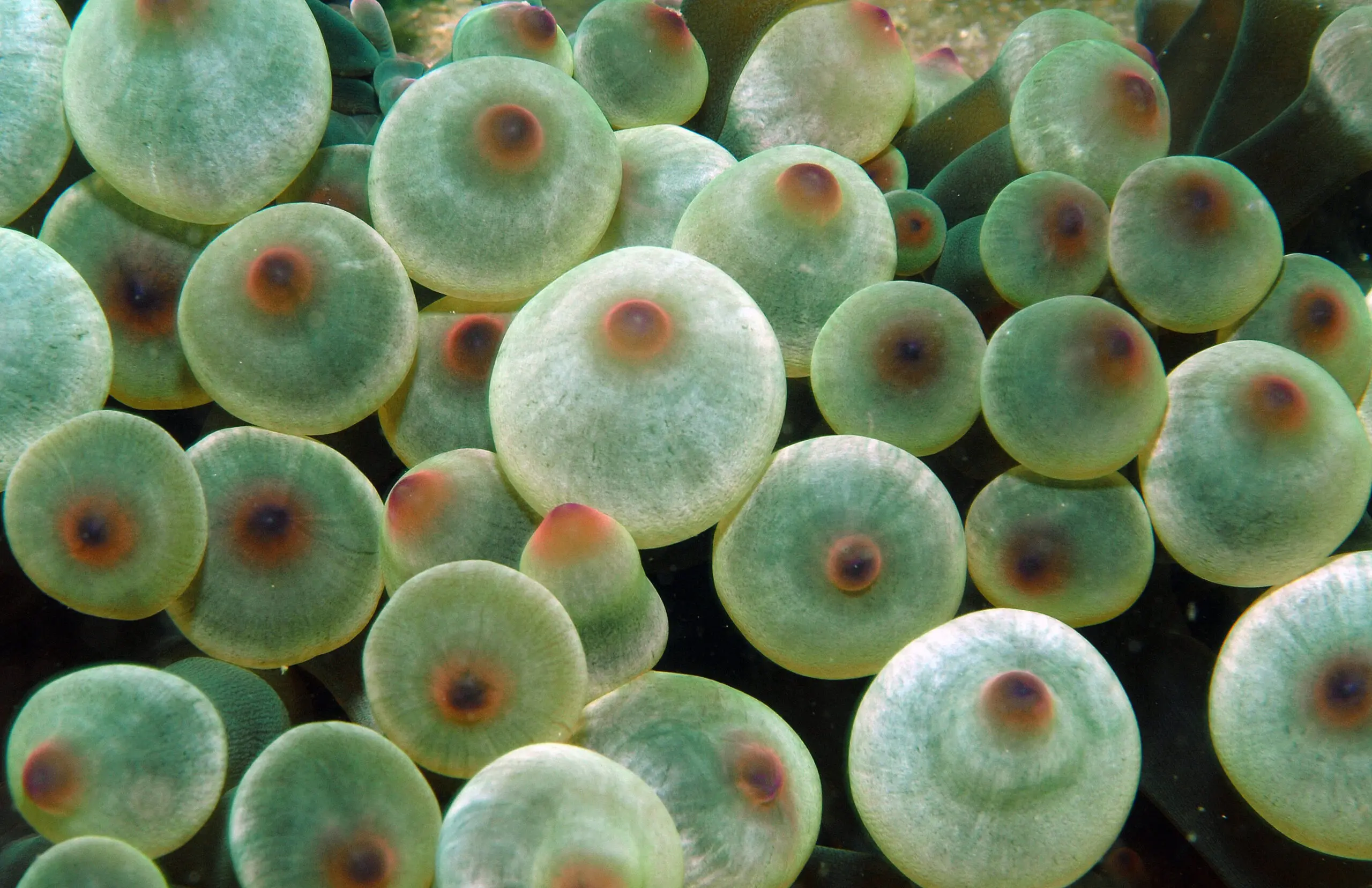 Wandbild (5443) Anemone by picture alliance / Arco Images GmbH präsentiert: Abstrakt,Sonstige Naturdetails