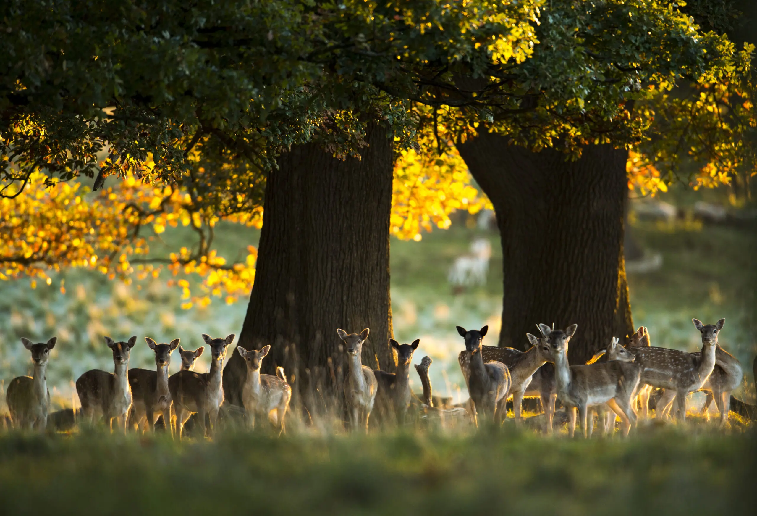 Wandbild (5456) Morning meeting by picture alliance / Photoshot präsentiert: Landschaften,Herbst