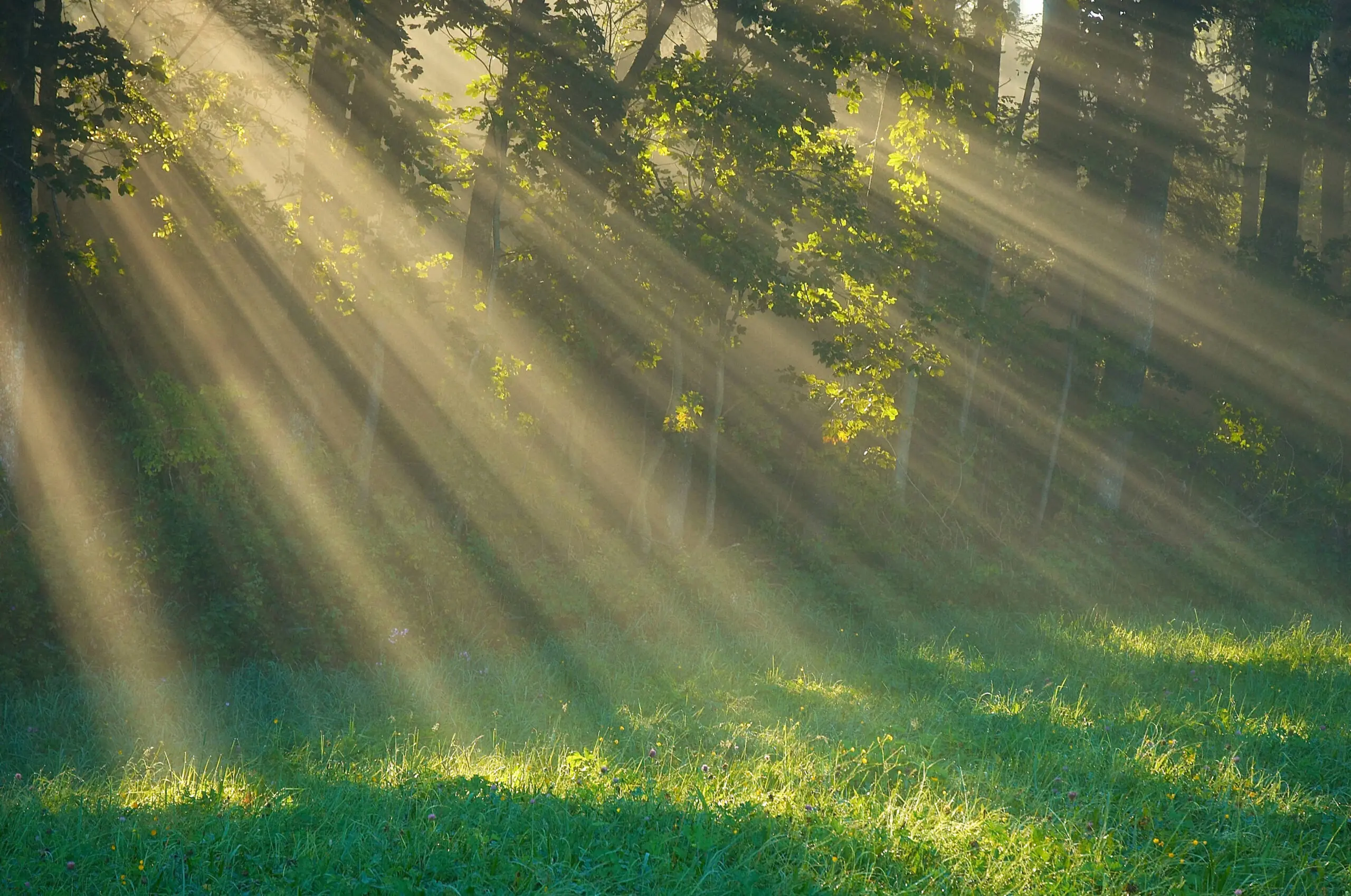 Wandbild (5459) Sunray by picture alliance / blickwinkel/McPHOTOs präsentiert: Landschaften,Sommer
