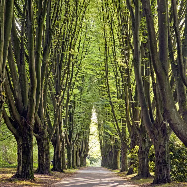  (5460) way home by picture alliance / blickwinkel präsentiert: Details und Strukturen, Frühling, Natur
