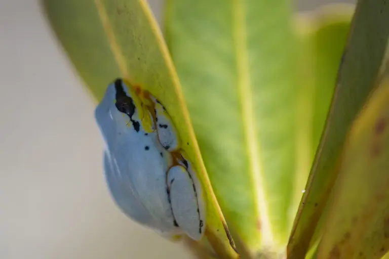  (5603) BLUE FROG präsentiert: Makro, Natur, Tiere