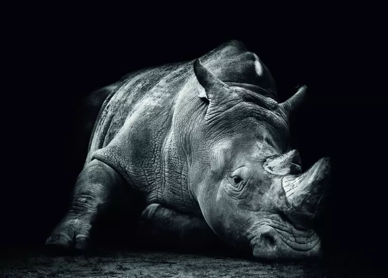  (5581) Defeated by fegari,1x.com präsentiert: Aus Afrika, Humor, Kreatives, Natur, Sonstiges Kreatives, Tiere, Wildtiere