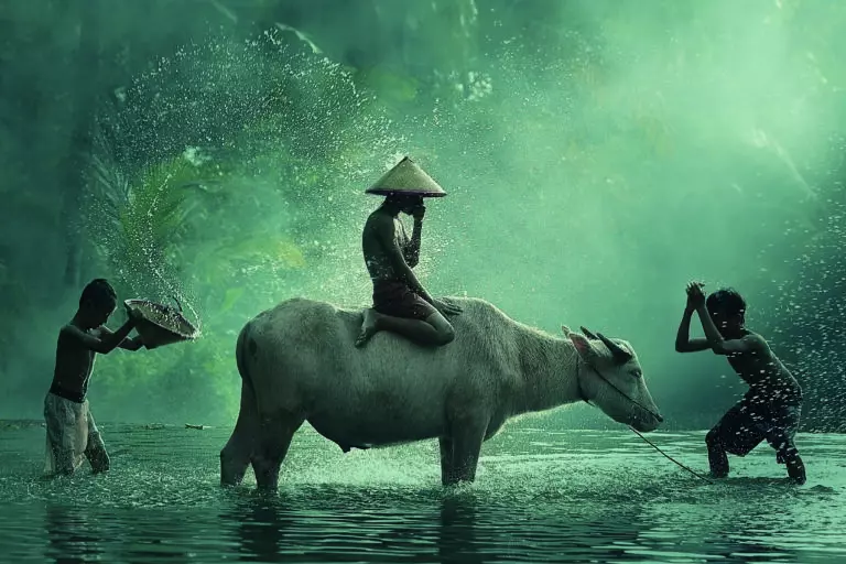 Water Buffalo by Vichaya,1x.com