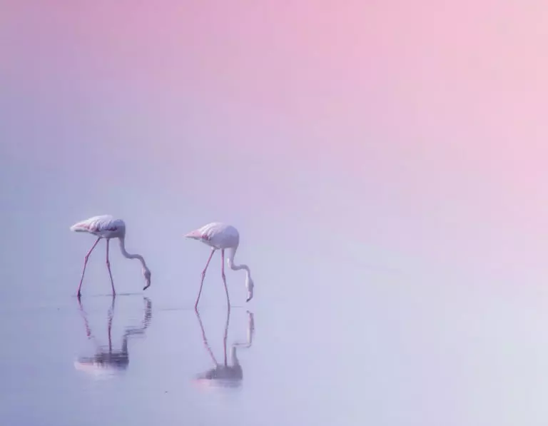  (5613) Serenity 3 by Ahmed Thabet präsentiert: Afrika, Aus Afrika, Bäche und Flüsse, Details und Strukturen, Gewässer, Landschaften, Natur, Seen, Sonstige Naturdetails, Tiere, Tiere, Vögel, Wasser, Wasserspiegelungen, Wildtiere