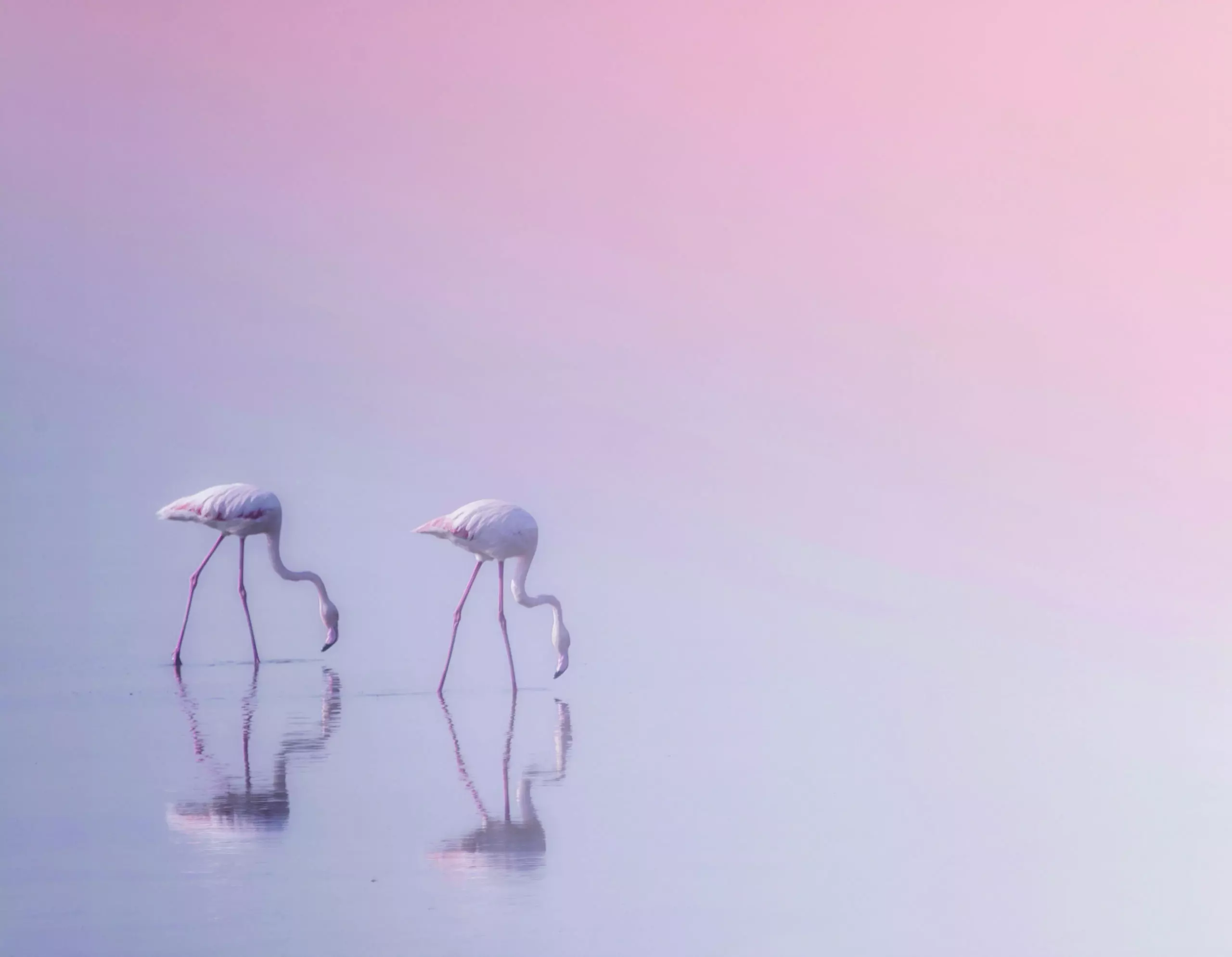 Wandbild (5613) Serenity 3 by Ahmed Thabet präsentiert: Details und Strukturen,Landschaften,Natur,Tiere,Wasser,Afrika,Gew&auml;sser,Aus Afrika,V&ouml;gel,Wildtiere,B&auml;che und Fl&uuml;sse,Seen,Wasserspiegelungen,Sonstige Naturdetails,Tiere