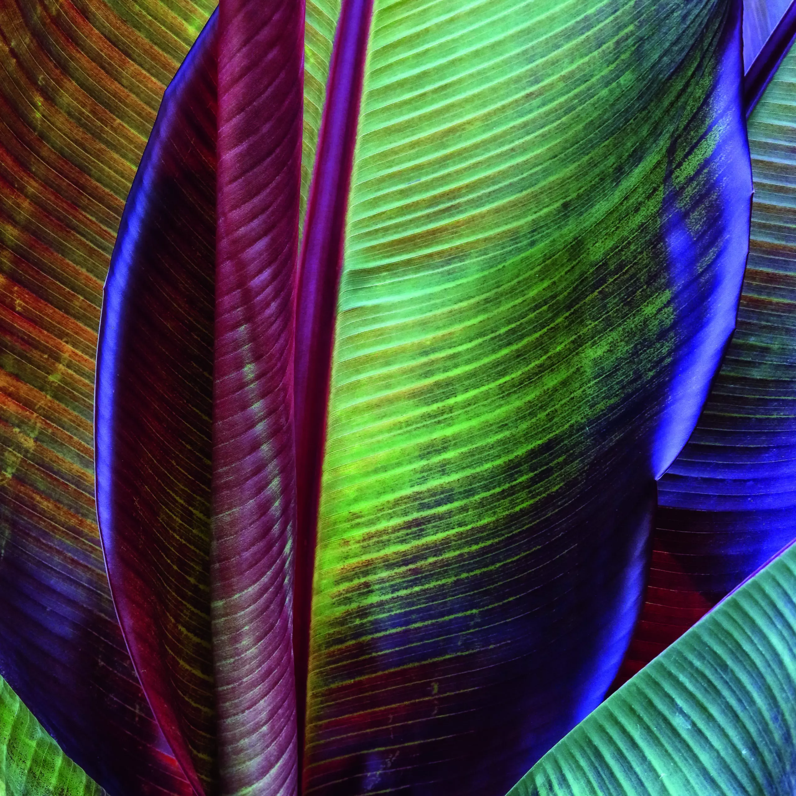 Wandbild (5627) Banana skin by Francois Casanova, 1x.com präsentiert: Kreatives,Details und Strukturen,Abstrakt,Natur,Blätter,Makro,Sonstiges Kreatives,Sonstige Naturdetails