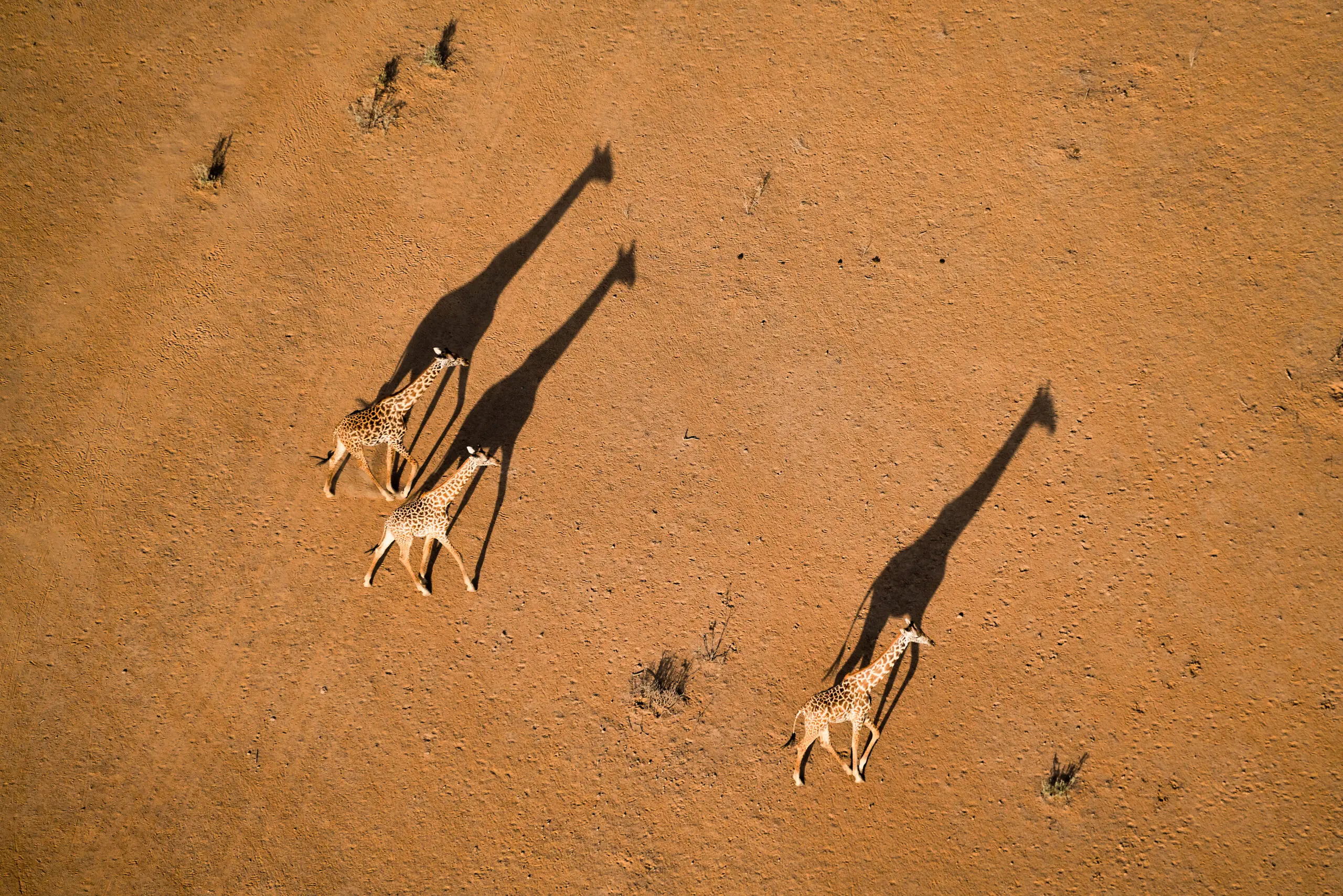 Wandbild (5636) Walking under Sunset von John Fan präsentiert: Landschaften,Tiere,Afrika,Luftaufnahmen,W&uuml;ste,Aus Afrika,Sonstige Tiere,Wildtiere