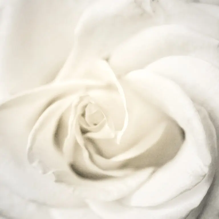 White Rose