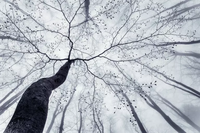  (5662) View of a tree crown by Tom Pavlasek,1x.com präsentiert: Bäume, Details und Strukturen, Holz, Landschaften, Natur, Pflanzen, Sonstige Naturdetails