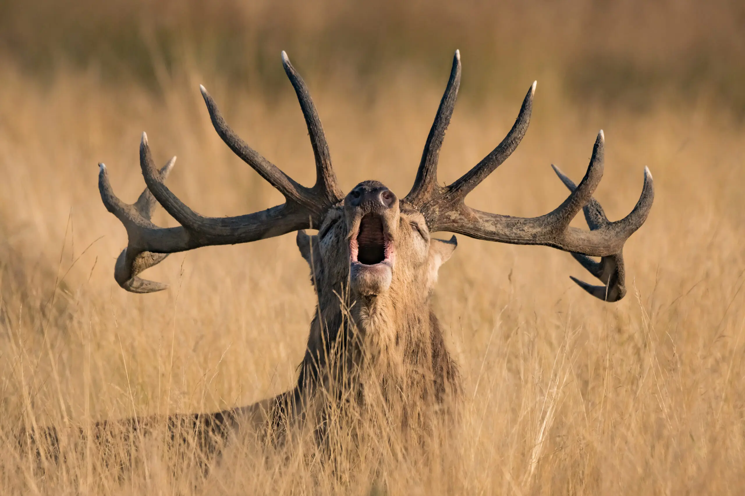 Wandbild (5695) Ready to Rut  by Kutub Uddin, 1x.com präsentiert: Tiere,Natur,Landschaften,Wildtiere