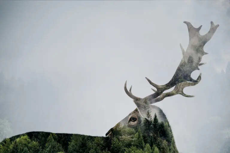  (5693) Antler Double-exposed by Beata Angyalosi präsentiert:  