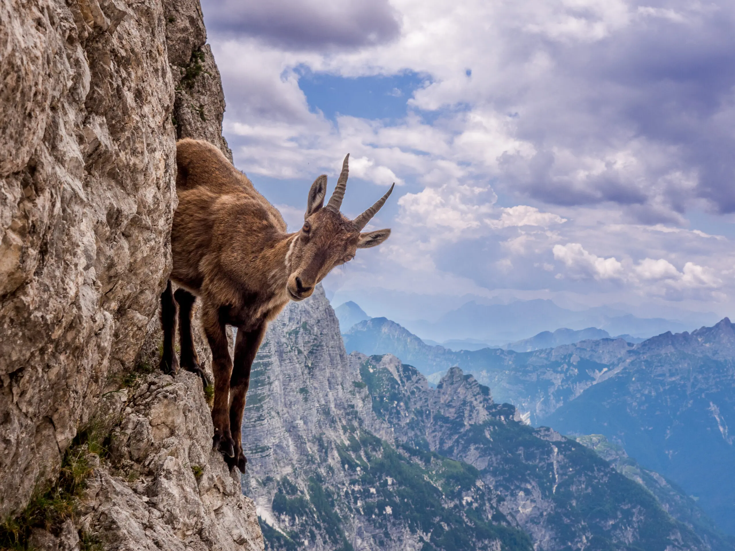 Wandbild (5690) On the cliff by Stefano Marsi, 1x.com präsentiert: Tiere,Natur,Landschaften,Sommer,Berge,Wildtiere