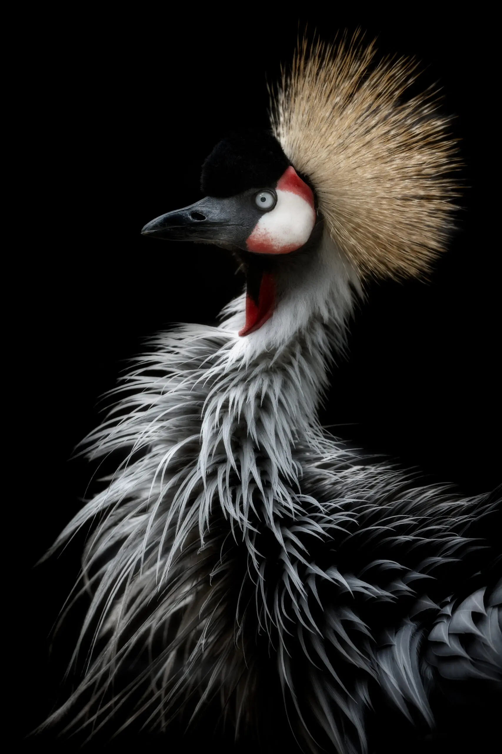 Wandbild (5674) Crowned crane’s portrait by Eiji Itoyama präsentiert: Tiere,Sonstige Tiere,Vögel
