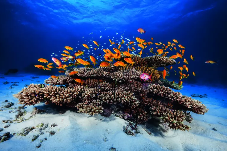 Marine Life by  Barathieu Gabriel, 1x.com