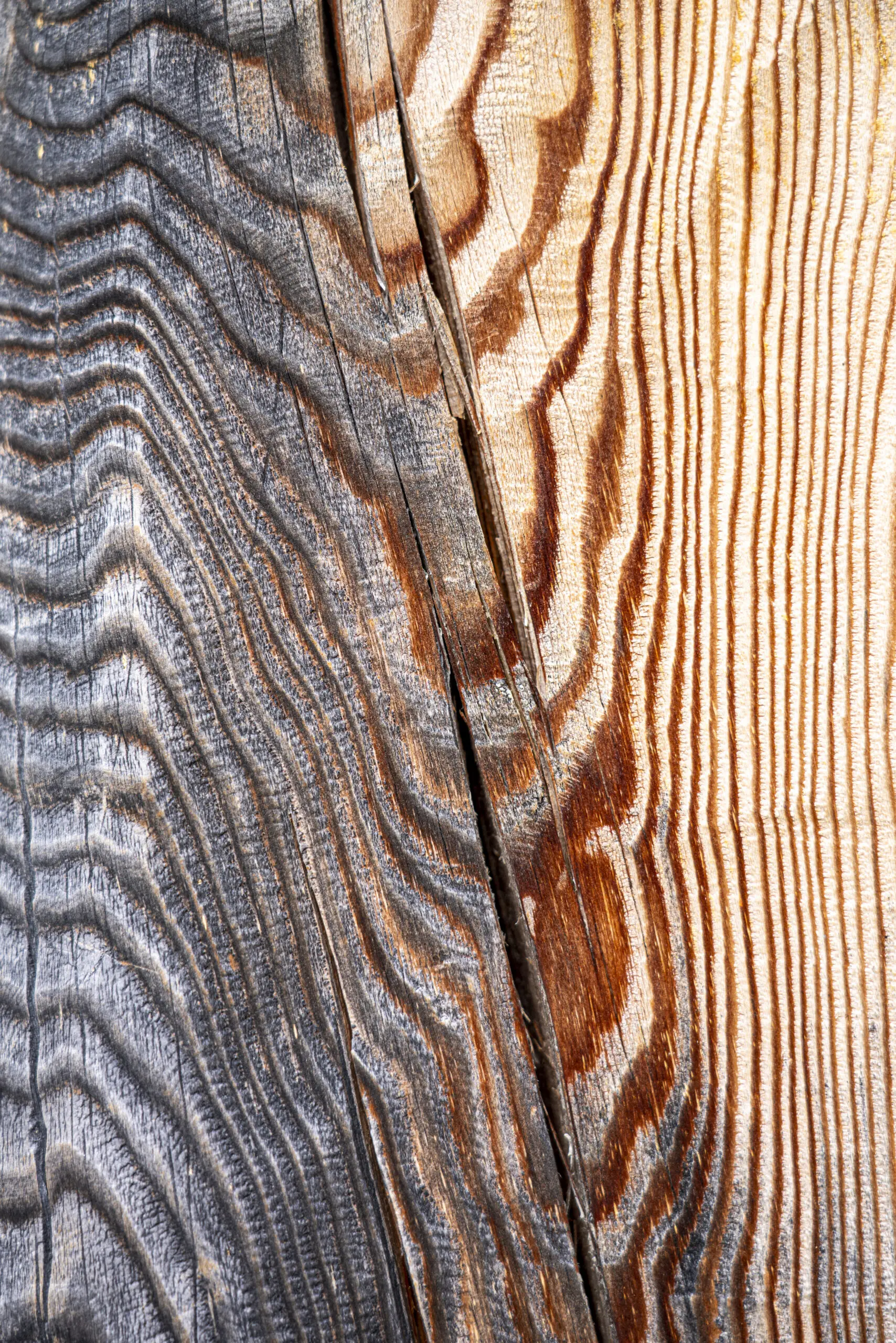 Wandbild (5790) Das Zebraholz by Judith Grote präsentiert: Kreatives,Details und Strukturen,Abstrakt,Natur,Bäume,Makro,Sonstiges Kreatives,Sonstige Naturdetails,Holz