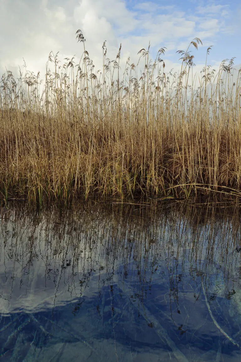  (5805) Undurchschaubar by Judith Grote präsentiert: Details und Strukturen, Gewässer, Gräser, Kreatives, Landschaften, Natur, Pflanzen, Seen, Sonstige Naturdetails, Sonstiges Kreatives, Wasser, Wasserspiegelungen