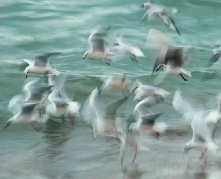 Birds by Claes Thorberntsson, 1x.com