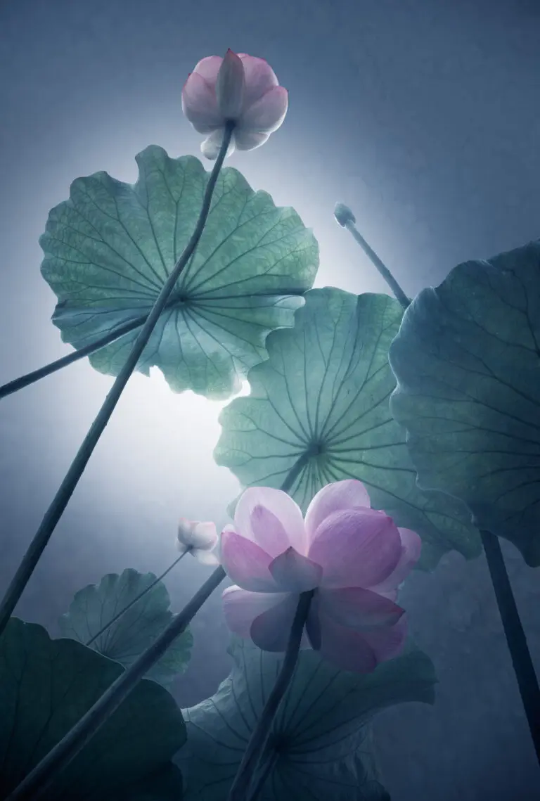 Lotus by Shanyewuyu,1x.com