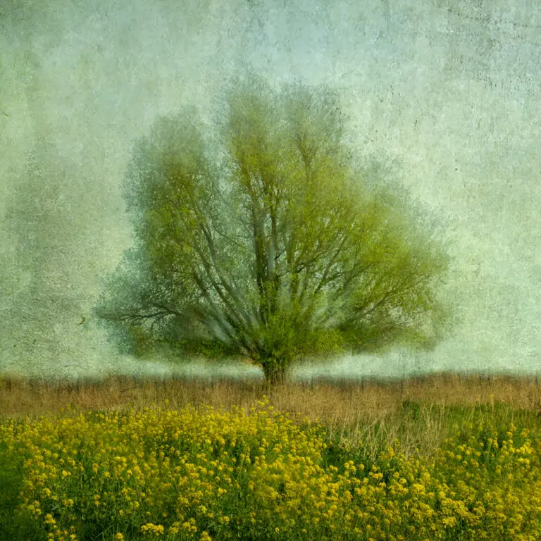  (5803) In the yellow field by Jacqueline van Bijnen,1x.com präsentiert:  
