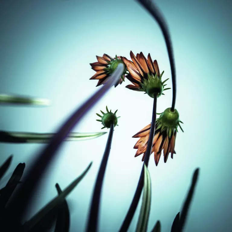  (5817) Flower Love by fgr100, 1x.com präsentiert:  