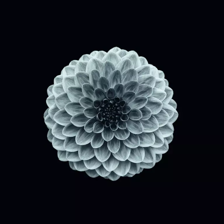  (5829) Hillcrest suffusion by Lotte Grønkjær,1x.com präsentiert: Blumen und Blüten, Kreatives, Makro, Natur