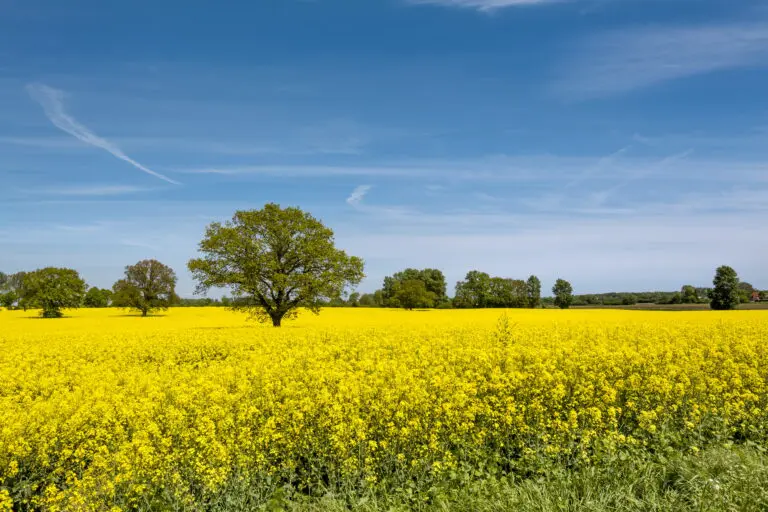 Sommerfeld by  Sabine Lubenow/HUBER IMAGES